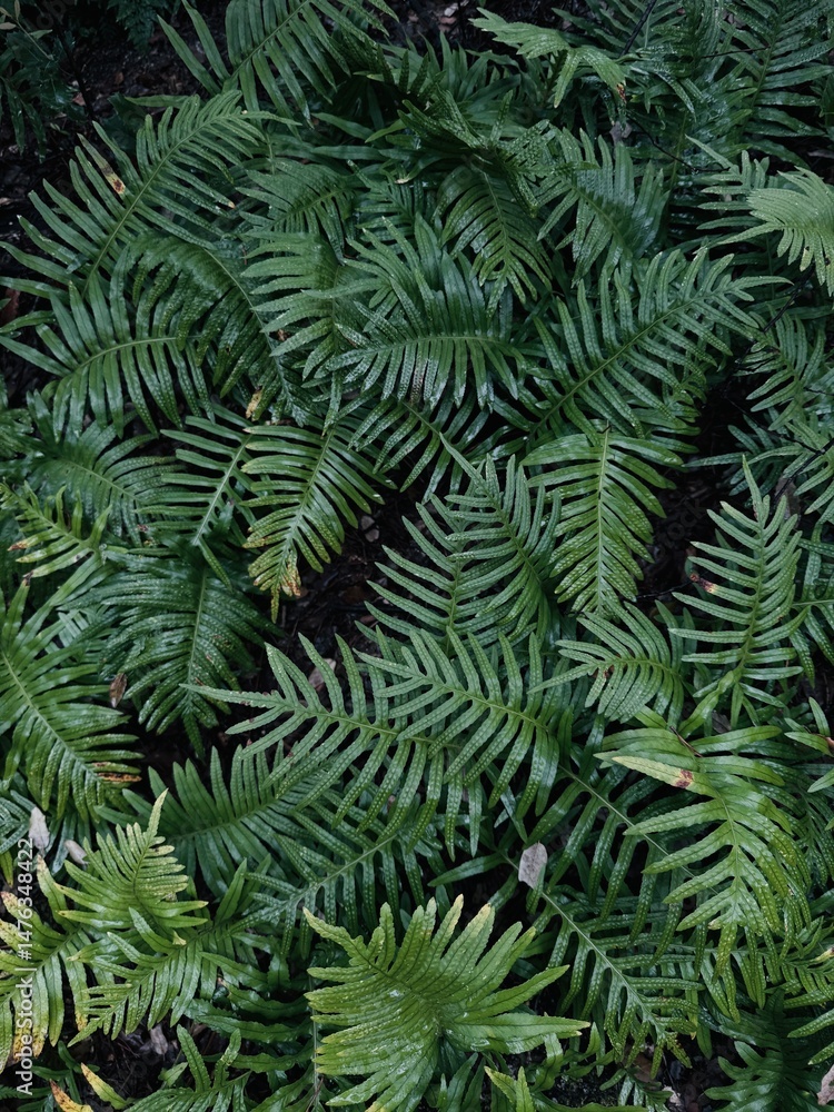 Green Fern Leaves Background with Natural Foliage and Floral Texture. Green Fern Leaves Background with Natural Foliage and Floral Texture.