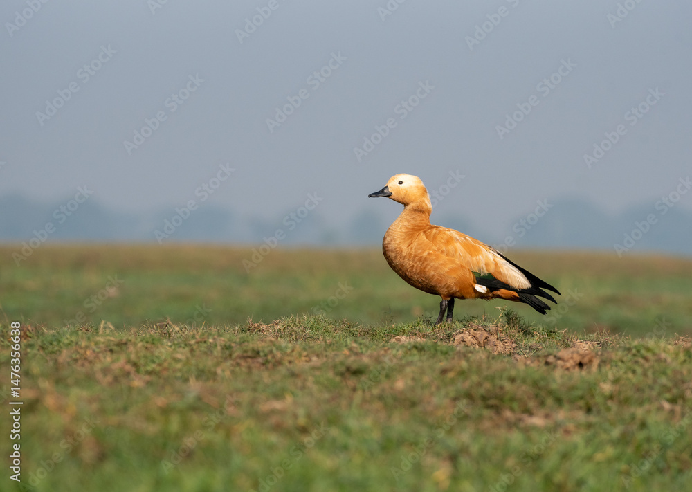 Obraz premium Ruddy shelduck bird in its habitat. Close up, selective focus.
