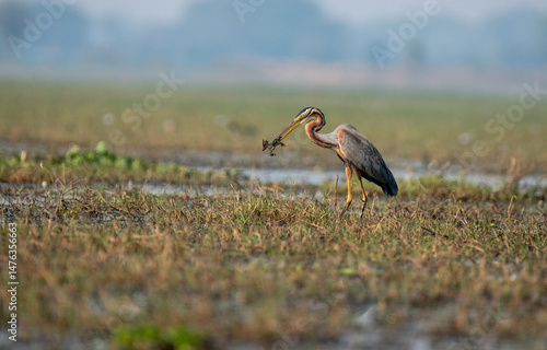 Purple heron bird with a frog in its beak in the wetlands.