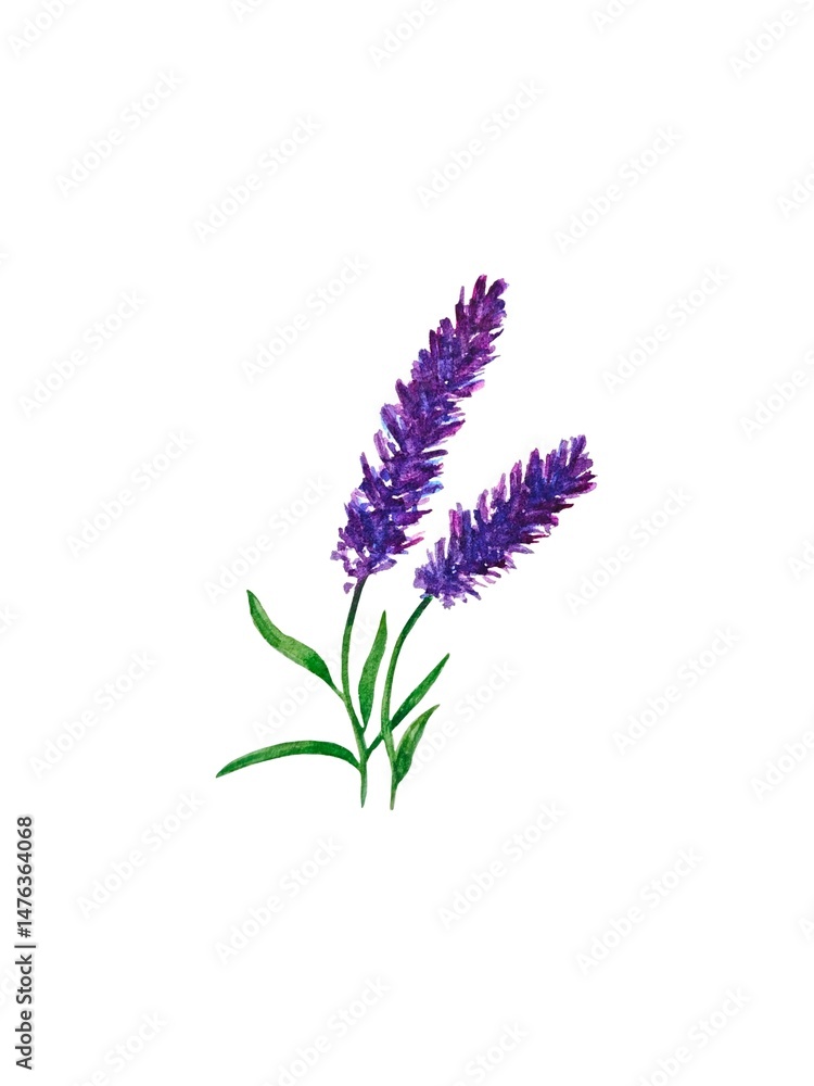 Obraz premium Hand drawn watercolor pattern wild grasses spikelets flowers in pink, blue and purple, lavander. Bright and lively botanical ornament., print