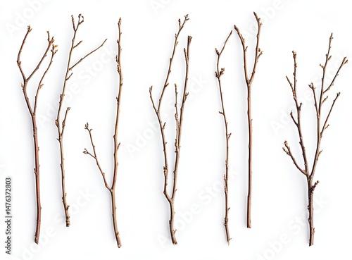Collection of dry, slender branches.  Various lengths and shapes, arranged in a grid against a white background.  Showing bark texture and small twigs