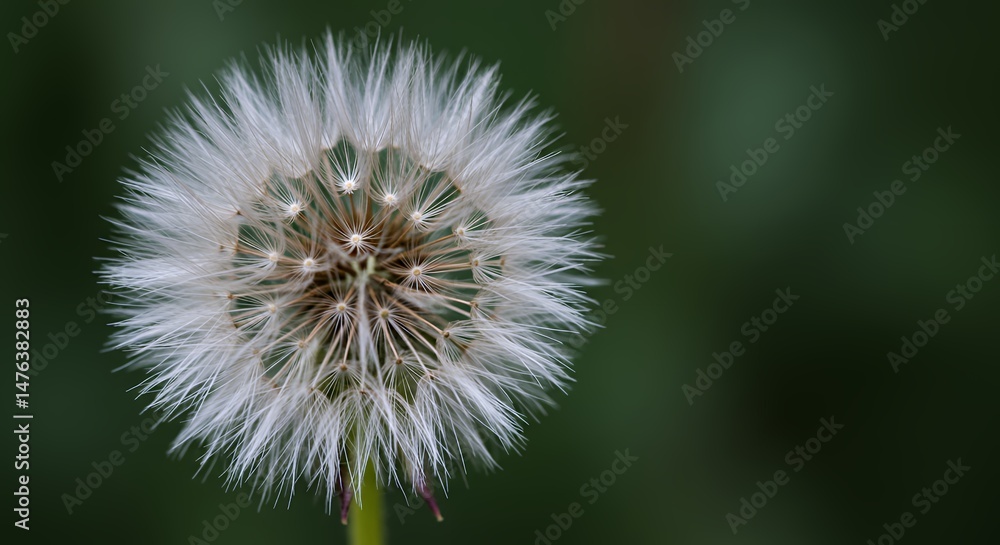 Fototapeta premium Macro photo of a white fluffy dandelion seed head against a green bokeh background perfect for nature or spring themes