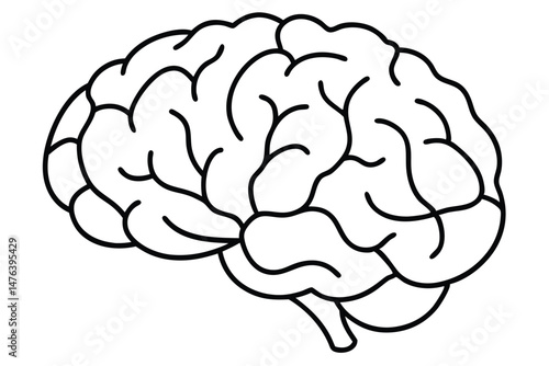  Anatomical Drawing of a Human Brain - Classic Medical Line Art