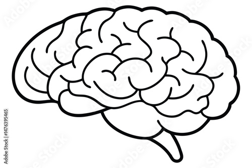 Anatomical Drawing of a Human Brain - Detailed Vintage Illustration