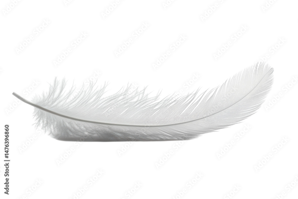 Obraz premium A single white feather lies