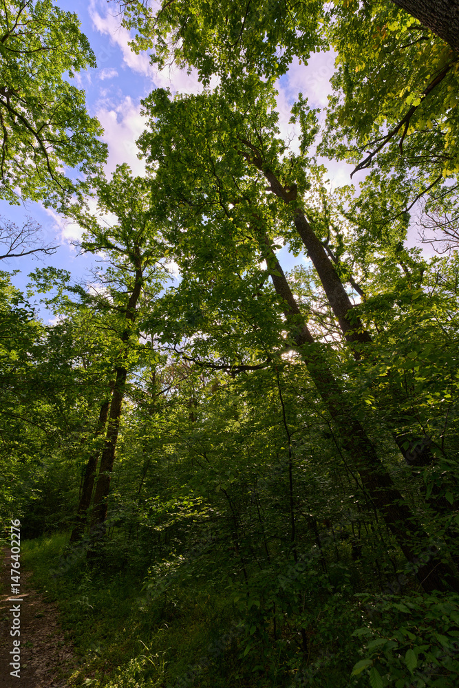 Obraz premium Sunlit canopy in green forest