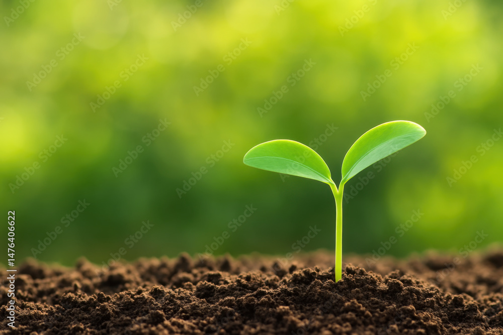 Fototapeta premium Young green seedling sprouting from rich soil with soft natural light and blurred green background, symbolizing growth and new beginnings in nature