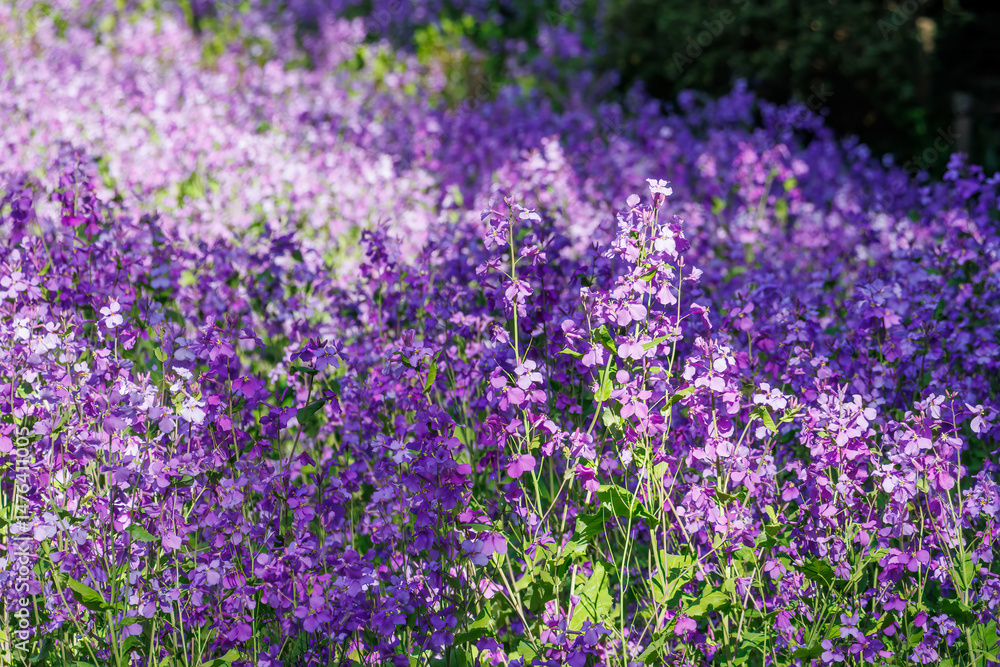 オオアラセイトウ(アブラナ科)の花壇と階段。
英名学名:Chinese violet cress, Orychophragmus Violaceus (Brassicaceae)
東高根森林公園中原区川崎市神奈川県-2025
オオアラセイトウ(アブラナ科)の花壇と階段。
英名学名:Chinese violet cress, Orychophragmus Violaceus (Brassicaceae)
東高根森林公園中原区川崎市神奈川県-2025