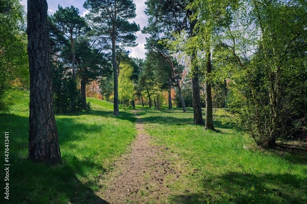 Fototapeta premium A path in a beautiful forest park. Spring, sunny. Selective focus.
