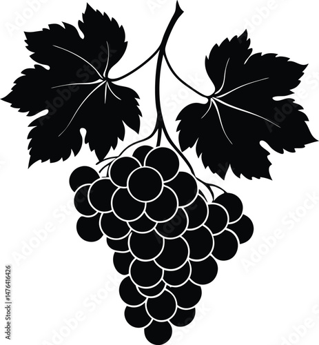 Lush Bunch of Grapes Hanging on the Vine Vector Illustration