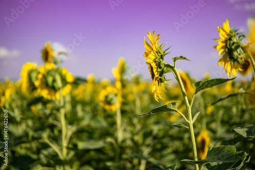 A close-up of a blooming sunflower in a vast sunflower field. Sunflowers field close view.