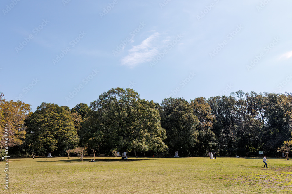 Obraz premium 都会に残された貴重なシラカシの自然林。 ケヤキの大木等もある。 英名学名：Japanese white oak (Chinese evergreen oak, Quercus myrsinifolia) Japanese Zelkova, Zelkova serrata 東高根森林公園中原区川崎市神奈川県-2025 