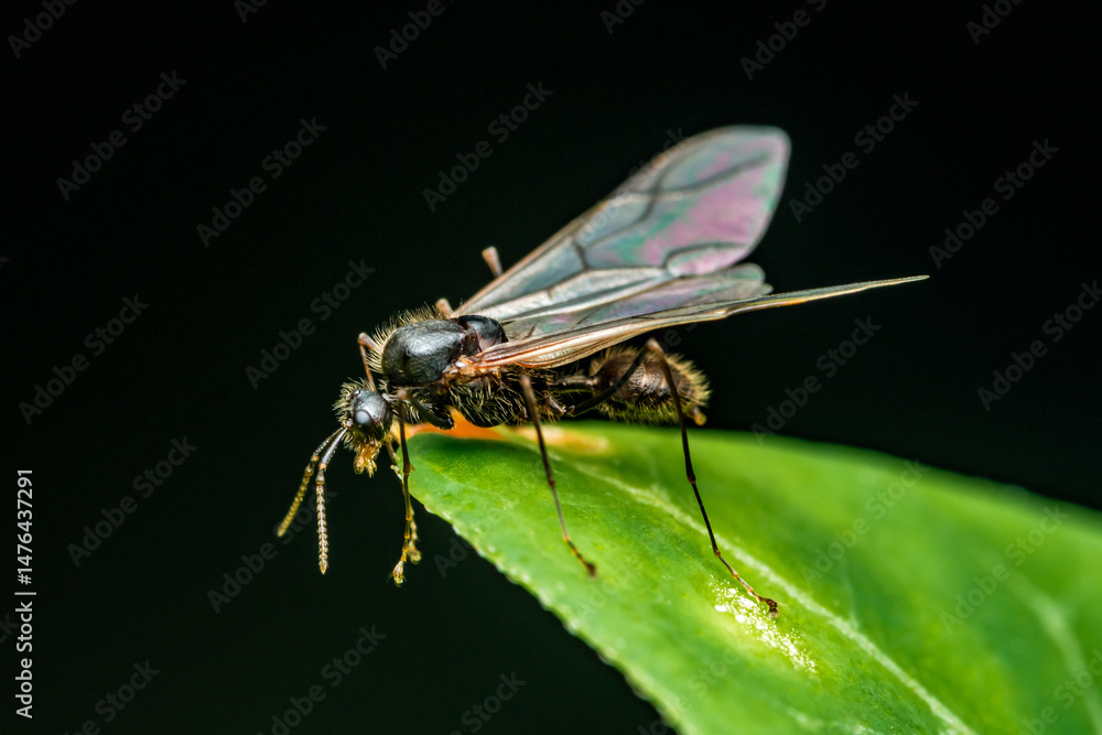 Fototapeta premium Winged ant exploring green leaf in dark background