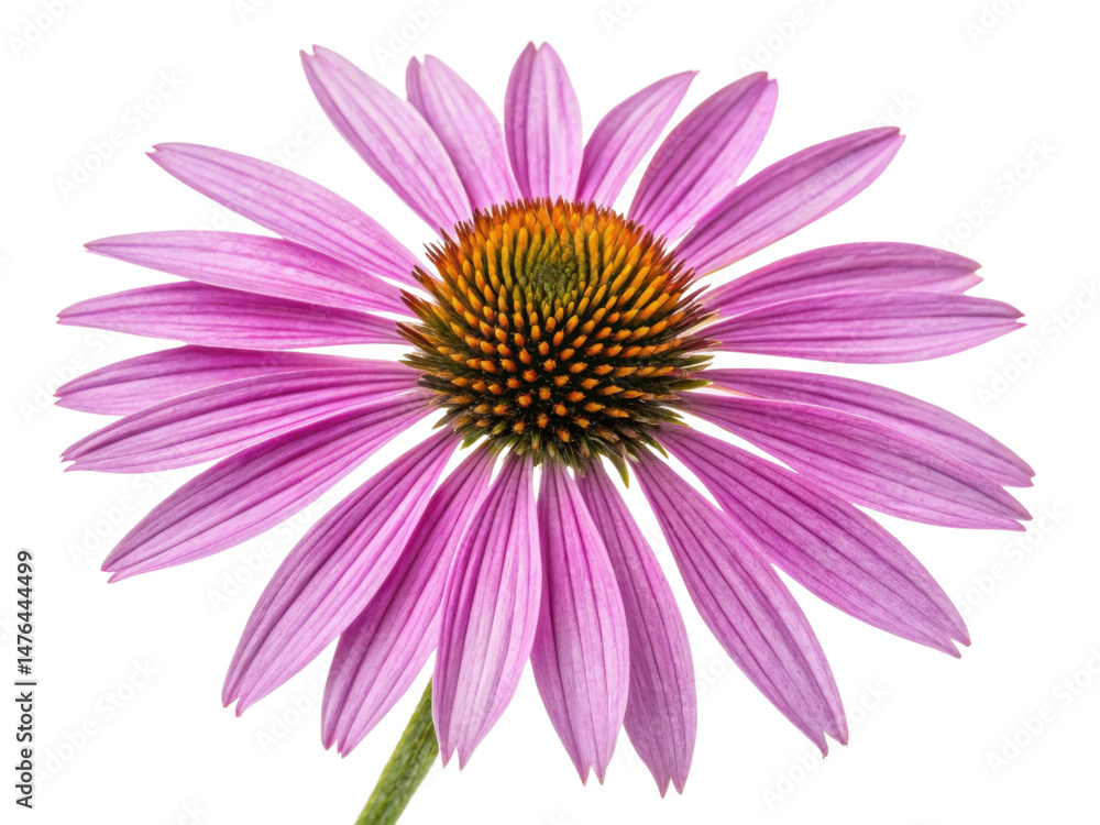 Obraz premium Charming chinacea flower blooms with vibrant pink petals and striking center, showcasing nature beauty and elegance