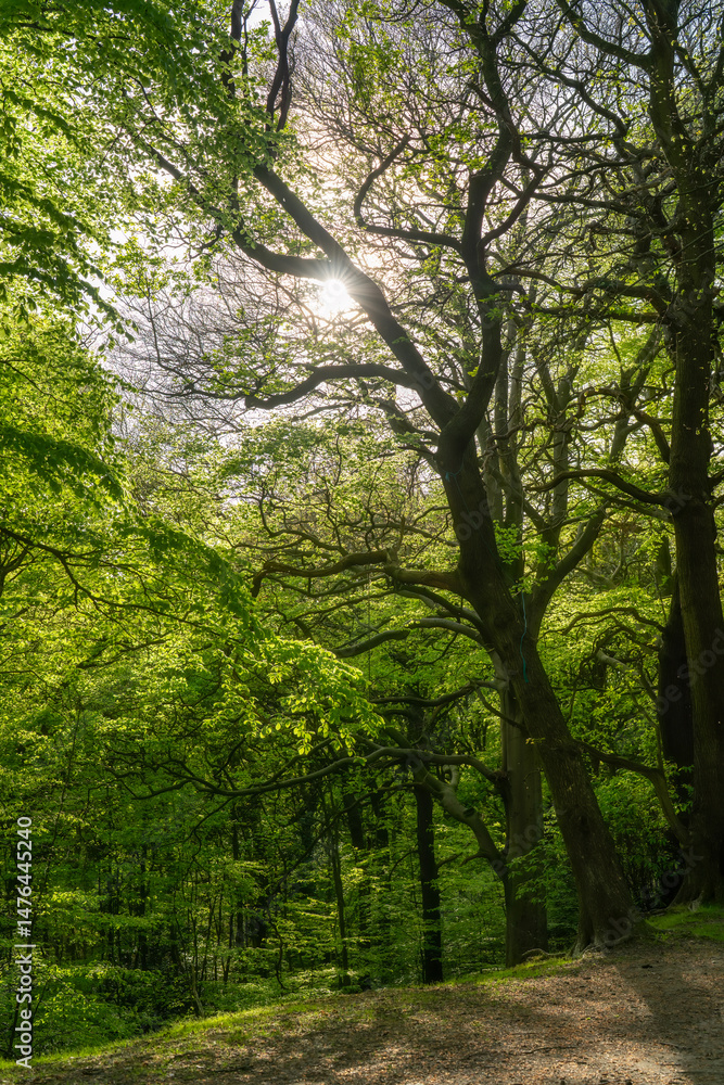 Naklejka premium Vibrant sunlit forest with lush green trees and a serene atmosphere during the day