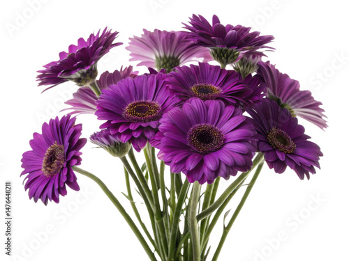Vibrant bouquet of gerbera daisies showcases stunning purple flowers that bring joy and beauty to any setting