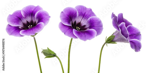 Gloxinia flowers bloom in vibrant purple hues showcasing their delicate petals and intricate patterns, creating stunning visual display