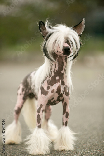 Photos Chinese Crested Dog Portrait on Blurred Green Background
