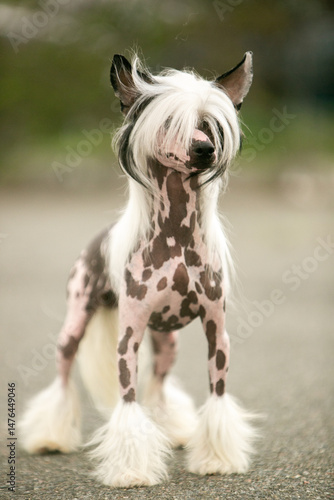 Chinese Crested Dog Portrait on Blurred Green Background 
