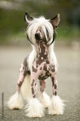 Chinese Crested Dog Portrait on Blurred Green Background 