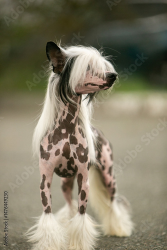 Chinese Crested Dog Portrait on Blurred Green Background 