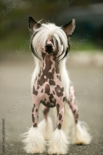 Chinese Crested Dog Portrait on Blurred Green Background 
