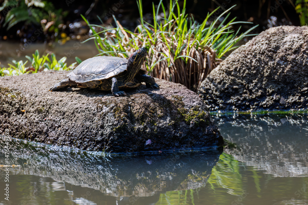 Fototapeta premium ミシシッピアカミミガメ（イシガメ科） 英名学名：red-eared slider (Trachemys scripta, Testudo graeca) 東高根森林公園中原区川崎市神奈川県-2025 