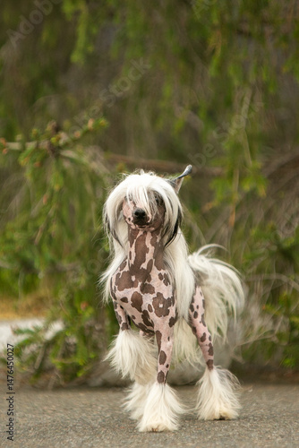 Chinese Crested Dog Portrait on Blurred Green Background 