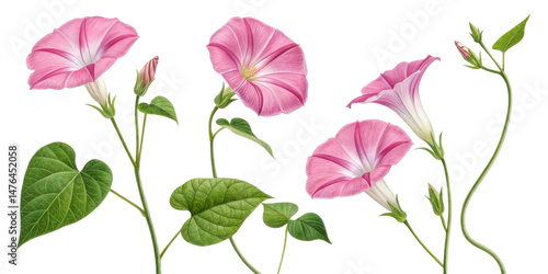 In morning light, glory of pink flowers blooms beautifully, showcasing their delicate petals and vibrant green leaves