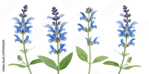 Wallpaper Mural Salvia flowers bloom vibrantly with stunning blue petals that attract attention and bring joy to any garden setting Torontodigital.ca