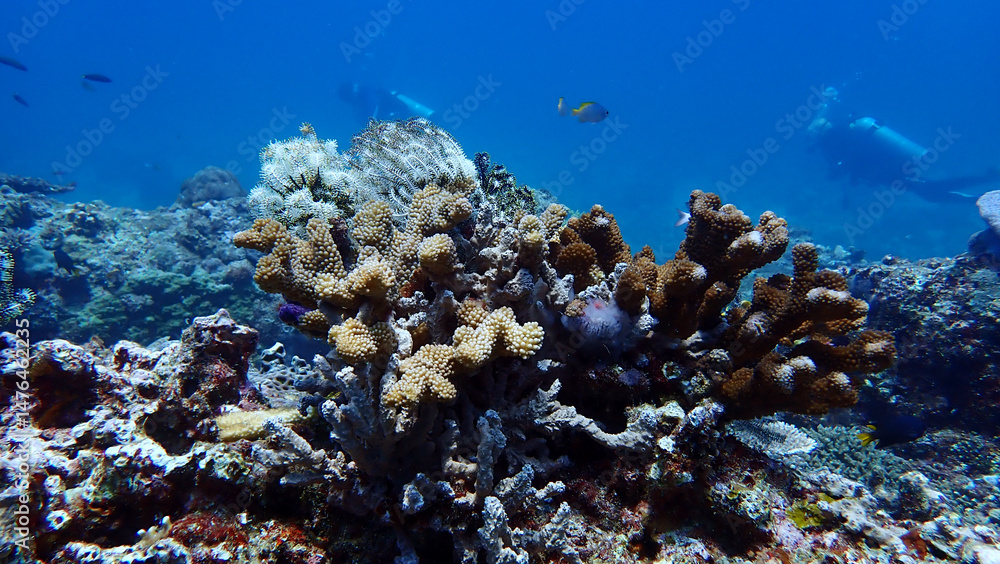 Naklejka premium coral reef with fish