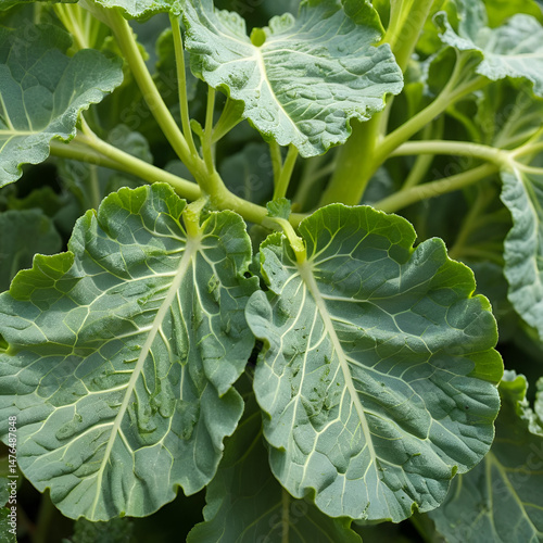 Cabbage Moth damage seen on broccoli leaves