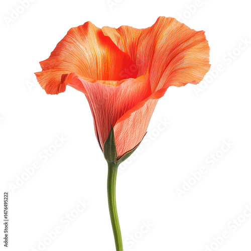 A vibrant orange calla lily with a delicate, ruffled bloom and a slender green stem