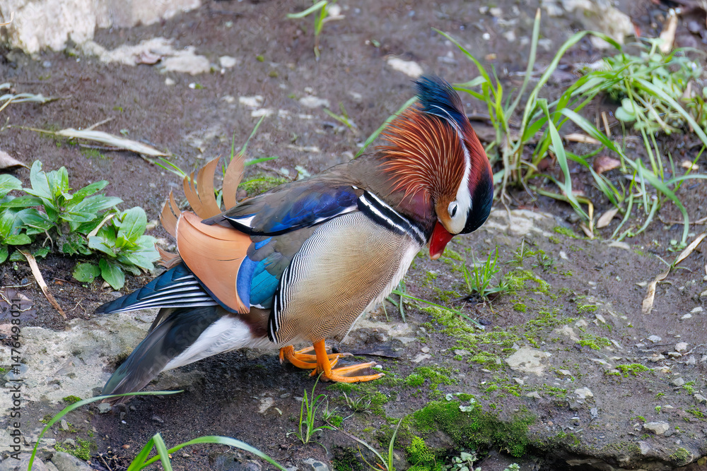 Fototapeta premium 美しいオシドリ（カモ科） 英名学名：Mandarin Duck, Aix galericulata クレソン（アブラナ科）やフキ（キク科）が生える美しいせせらぎ。 二ヶ領用水中原区川崎市神奈川県-2025 