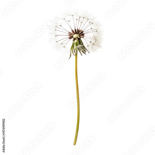 A single dandelion seed head on a long stem against a black background