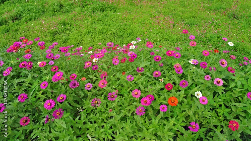 Fototapeta premium flowers in the garden