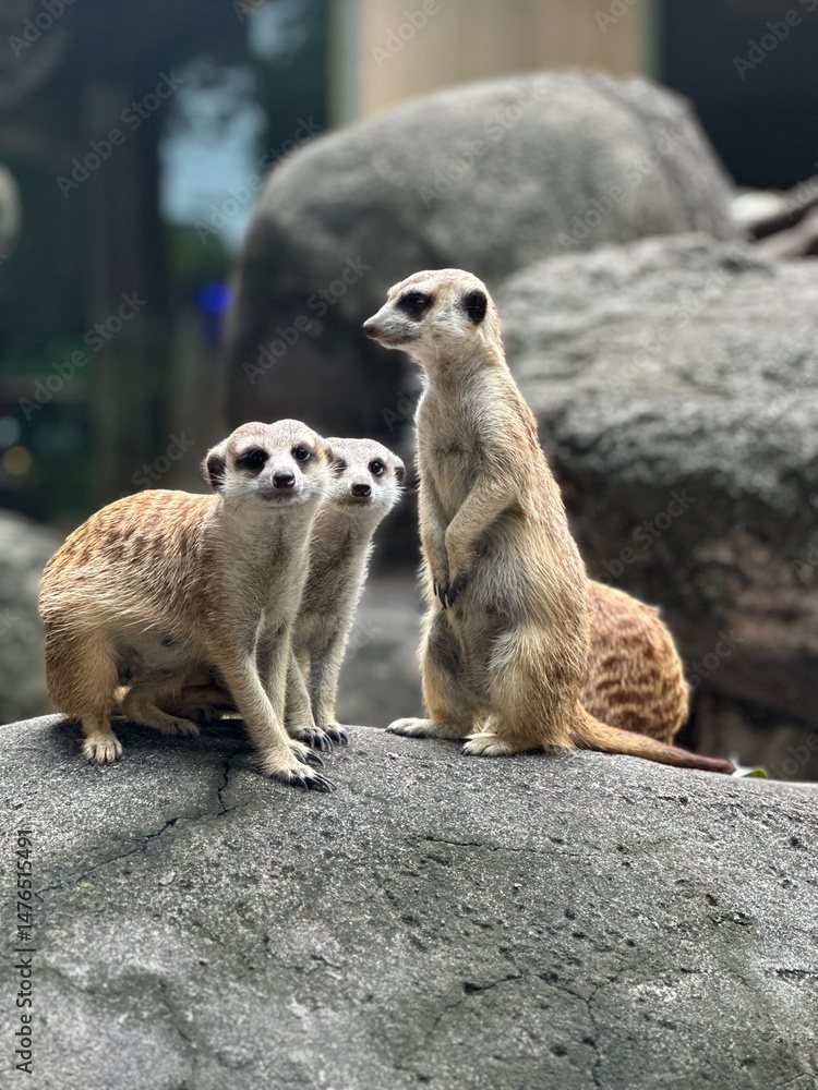 Fototapeta premium A group of four meerkats stands on a large rock, with one standing upright and alert. Their light brown fur and curious gazes capture their social and watchful nature.