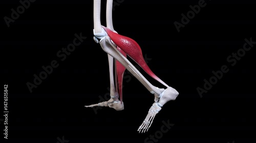 Gastrocnemius Muscle Movement Side View