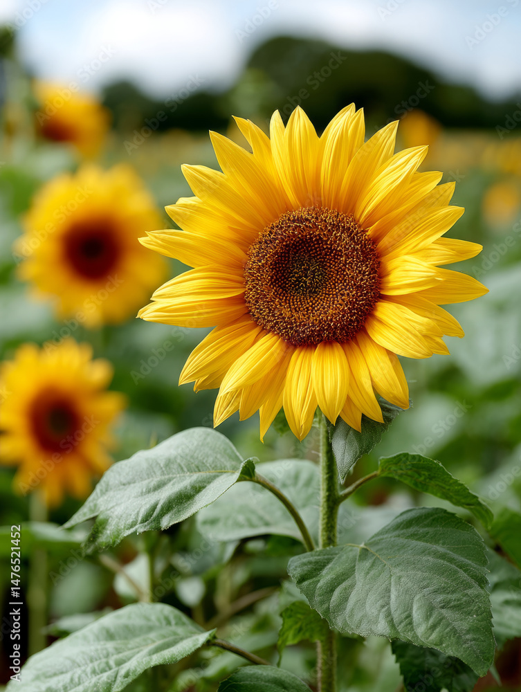 Obraz premium Vibrant sunflowers blooming in a lush green field.