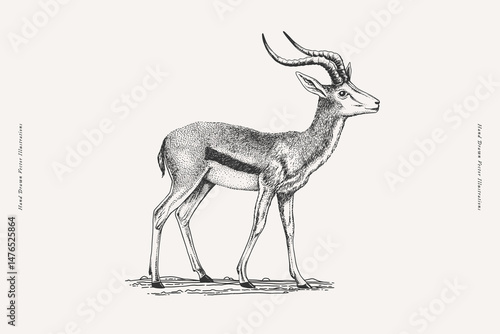 Hand-drawn vintage illustration of an antelope in engraving style. Wildlife sketch for nature, safari, and print design.