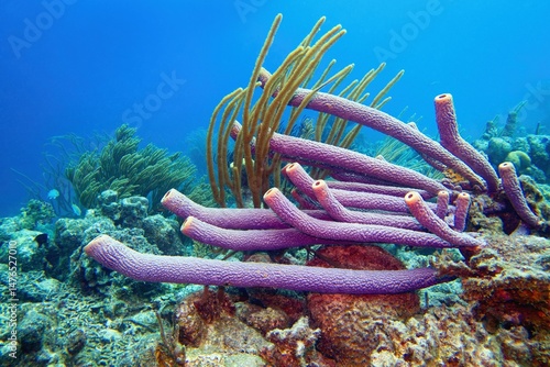 Fototapeta Naklejka Na Ścianę i Meble -  Caribbean coral reef scenery with typical stove-pipe sponge  - Aplysina archeri. Bonaire, Caribbean Netherlands