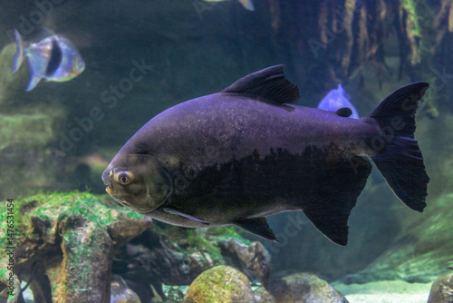 Tambaqui (Colossoma macropomum) black fish swimming in aquarium, side view