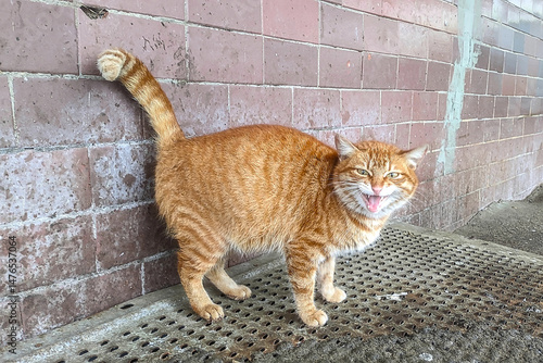 an angry ginger cat against the side of the house