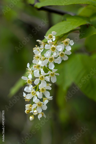 a bunch of bird-cherry blossoms