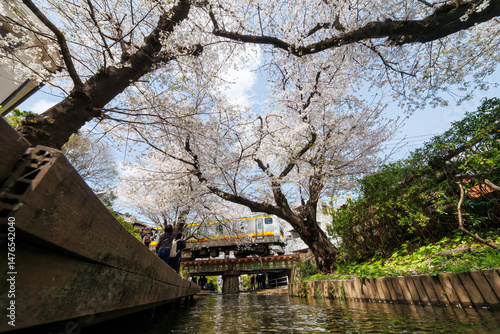 JR南武線が水面のすぐ上の橋を通過することで有名。
二ヶ領用水桜まつり。
用水沿いで満開に咲く美しいソメイヨシノ（桜・バラ科）
川岸でお花見宴会をする人々や
撮影する観光客もたくさんいる。
二ヶ領用水中原区川崎市神奈川県-2025
