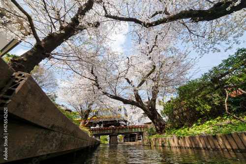 JR南武線が水面のすぐ上の橋を通過することで有名。
二ヶ領用水桜まつり。
用水沿いで満開に咲く美しいソメイヨシノ（桜・バラ科）
川岸でお花見宴会をする人々や
撮影する観光客もたくさんいる。
二ヶ領用水中原区川崎市神奈川県-2025
