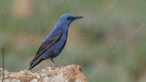 Canvas Print Blue Rock Thrush male bird perdhing on the rock