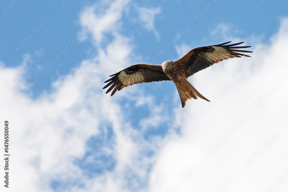 Obraz premium Rotmilan