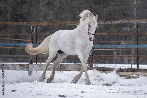 A beautiful horse runs in a levada among the snow. Orlov trotter in winter