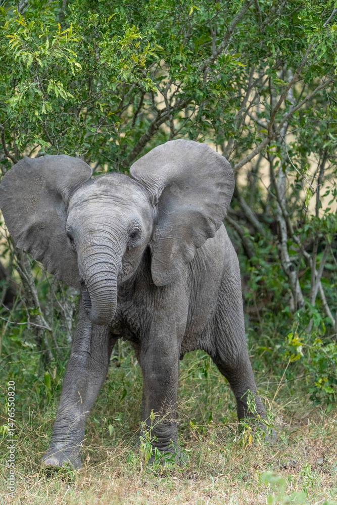 Obraz premium A cute baby African elephant with open ears walking out the thicket, Greater Kruger. 